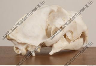 photo reference of skull 0082